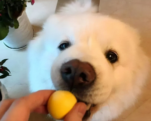 狗狗吃蛋黄有什么好处？怎样正确喂食鸡蛋黄？