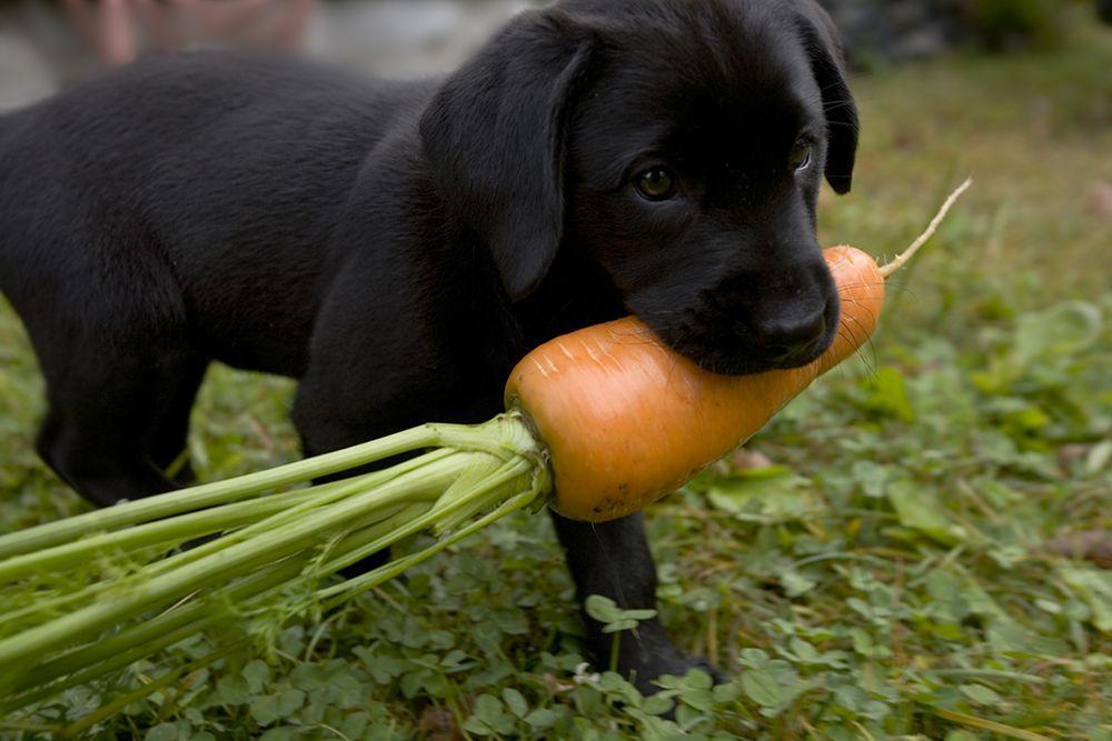 长期给狗喂胡萝卜可以吗？过量食用可能让狗中毒（狗长期吃胡萝卜好吗）