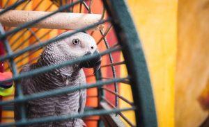 怎么正确养“灰鹦鹉”,它会很享受，注意饮食