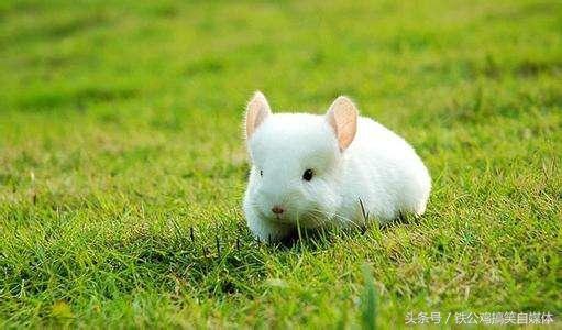 你听说过龙猫吗？你知道它是什么样子？