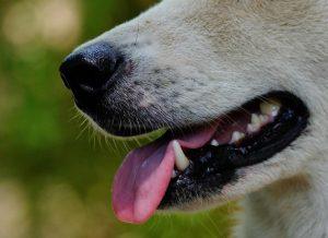 狗狗头部肿大是怎么回事？可能粘液囊肿有关。什么是粘液囊肿？