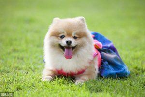 博美犬价格多少钱一只？影响价格的因素有哪些？