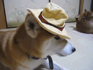 柴犬一只多少钱呢？为什么还有很多人想养它？离不开这几个原因