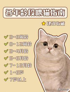 新手养猫｜各年龄段猫咪喂食指南建议收藏