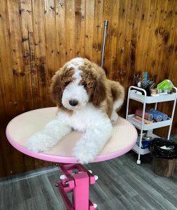 大家喜欢泰迪犬还是贵宾犬呢？为何这两个差别那么大呢？