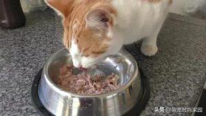 猫一个月能吃多少猫粮？大概要花多少钱？