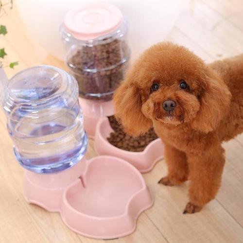 纯种泰迪犬有什么特征？教你6个判读方法！