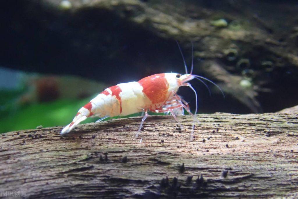 红白水晶虾如何养到爆缸？养红白水晶虾需要注意哪些问题呢？