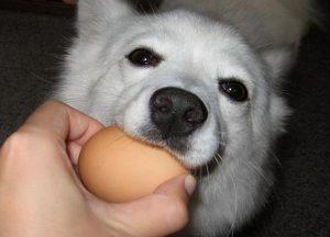 狗狗吃蛋黄有什么好处？怎样正确喂食鸡蛋黄？