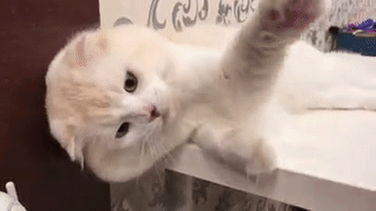 苏格兰折耳猫多少钱一只？这种猫咪耳朵的独特性，受到很多人的喜欢