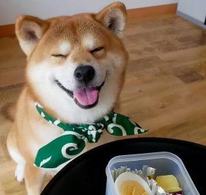 柴犬一只多少钱呢？为什么还有很多人想养它？离不开这几个原因