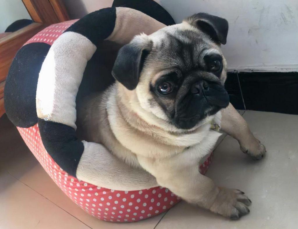养巴哥犬要注意什么？巴哥犬的寿命长吗？