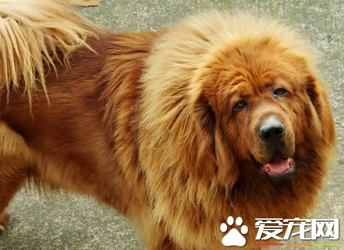 藏獒怀孕期：藏獒怀孕与其他狗狗的区别