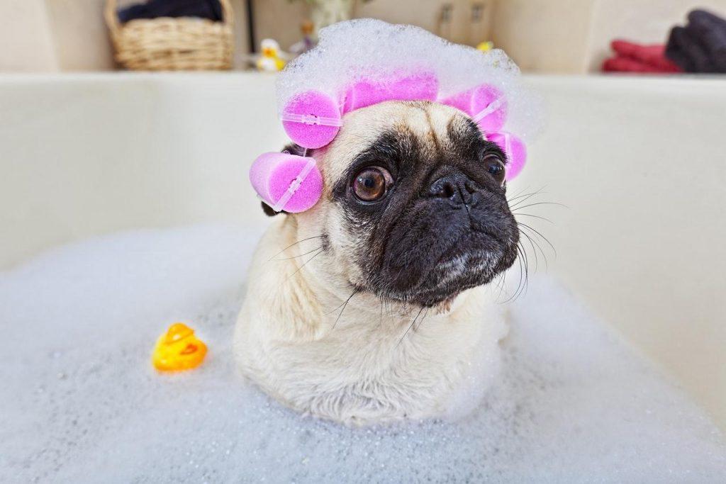 狗狗洗澡的水温过高有什么危害？多少度水温给狗狗洗澡才是适宜？