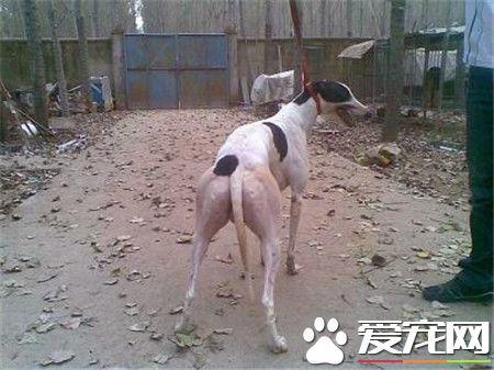 纯种灵缇犬应怎样去养 灵缇犬如何喂养