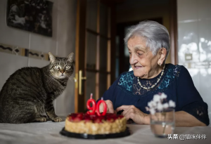 猫咪的平均寿命是多久？关于猫猫饲养问题