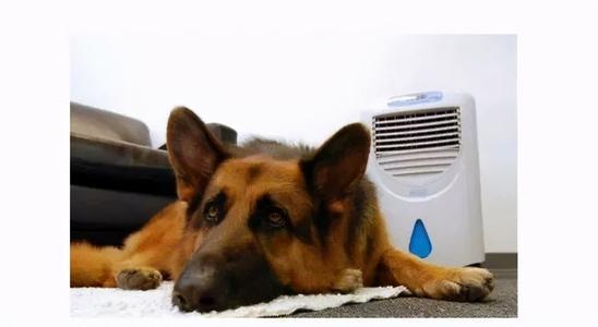 夏季气温高，给狗狗解暑的几个小妙招，很实用（天气热怎么给狗狗解暑）