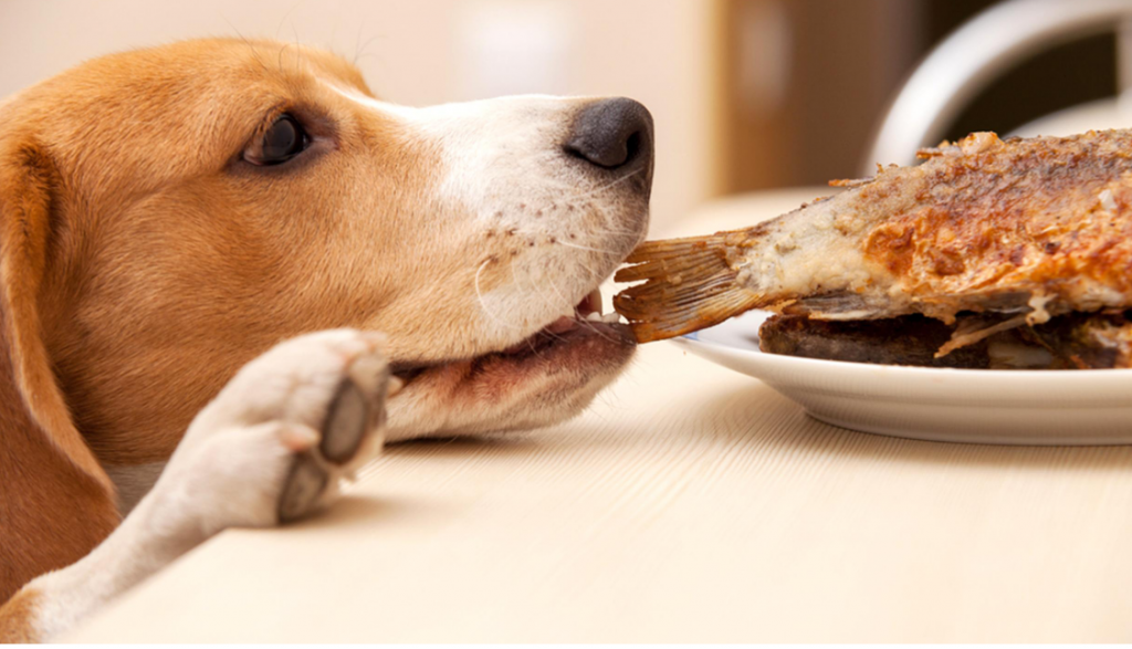 什么食材对狗狗来说是比较好的？给狗狗吃这6种食物，健康又养生