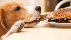 盘点狗狗吃这6种食物，健康又养生。你喂过几个呢？