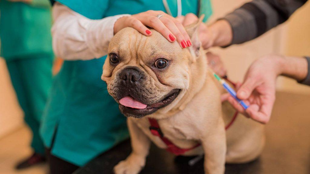 幼犬的疫苗该怎么打呢？幼犬什么时候能打疫苗？