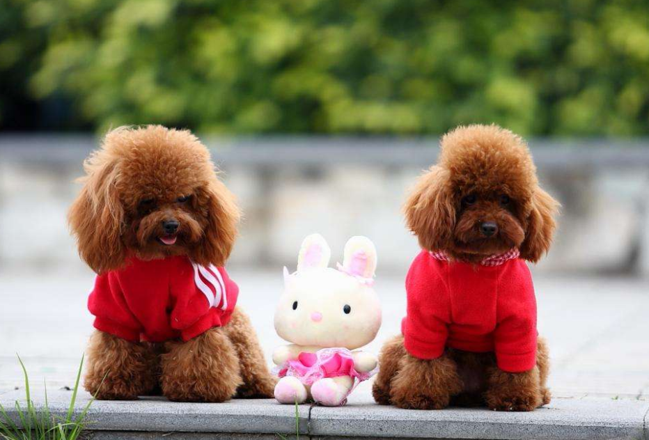 贵宾犬能活多长时间？如何增加狗狗寿命