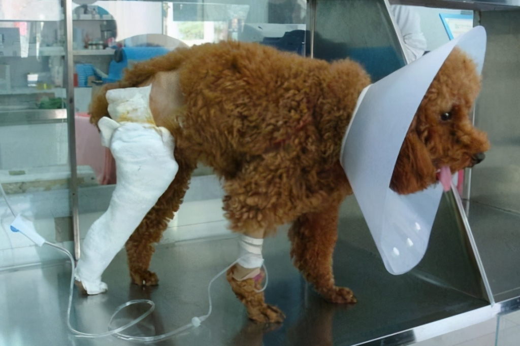 养一只泰迪犬要花多少钱？宠物消费的那些误区
