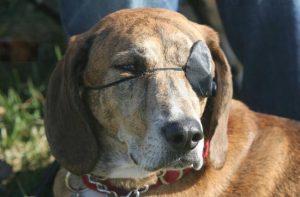 犬青光眼治疗起来困难吗？怎么样才可以降低风险？
