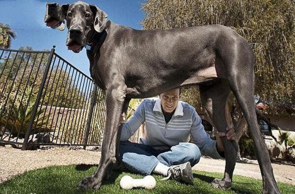 世界上10大最大的狗品种，第一居然和姚明差不多高