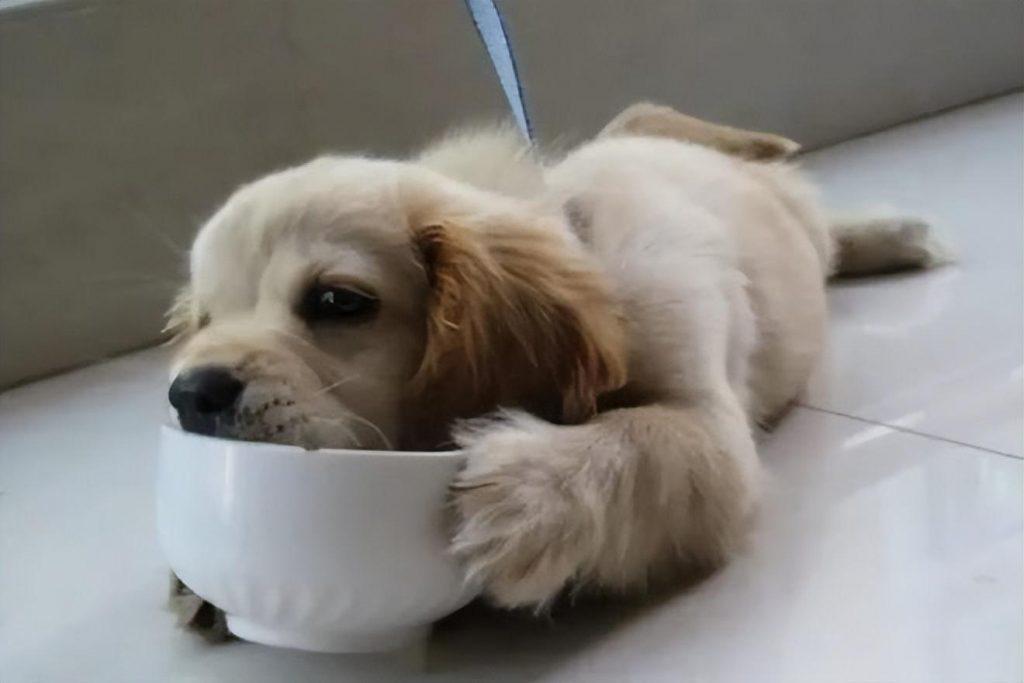 狗狗为什么不能喂太饱？有什么说法在里面呢？