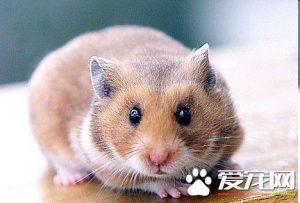 仓鼠为什么不吃东西？仓鼠拒绝进食的原因