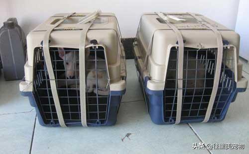 犬八联疫苗预防疾病的介绍(狗八联疫苗多少钱一针) 犬八联疫苗预防疾病的介绍(狗八联疫苗多少钱一针)