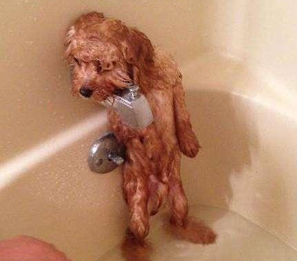 养泰迪犬的这7大误区，你犯了吗？养泰迪犬的基本知识！