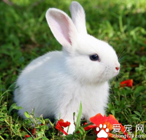兔子每天吃多少？兔子食量的变化