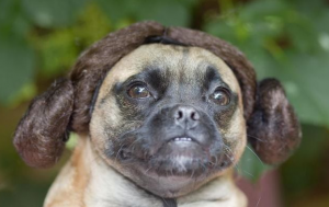 纯种的巴哥犬要多少钱？赛季犬上万都有