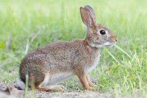 兔子近亲繁殖为何不灭绝？