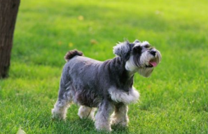 生活中常见的八个小型犬狗狗品种