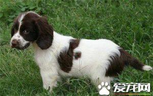 史宾格犬吃什么？英国史宾格吃什么水果好？