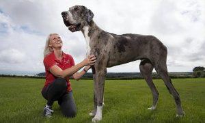 世界上体型最大的5种猛犬的介绍（5种猛犬分别是什么？）