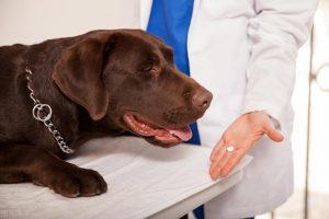 养狗家庭常备的5类药分别是什么？