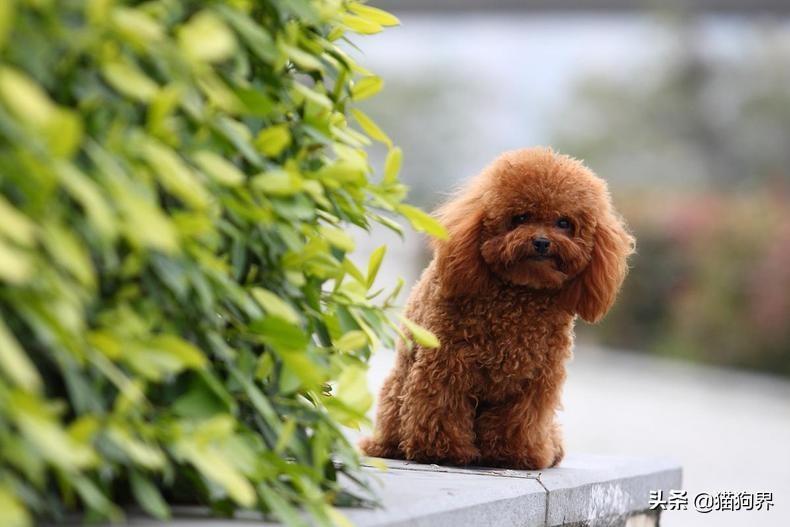 泰迪犬毛发褪色？可能是这几种原因