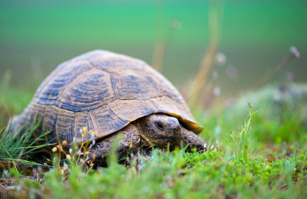 乌龟逐渐为大众喜爱，乌龟有哪些品种你知道吗？