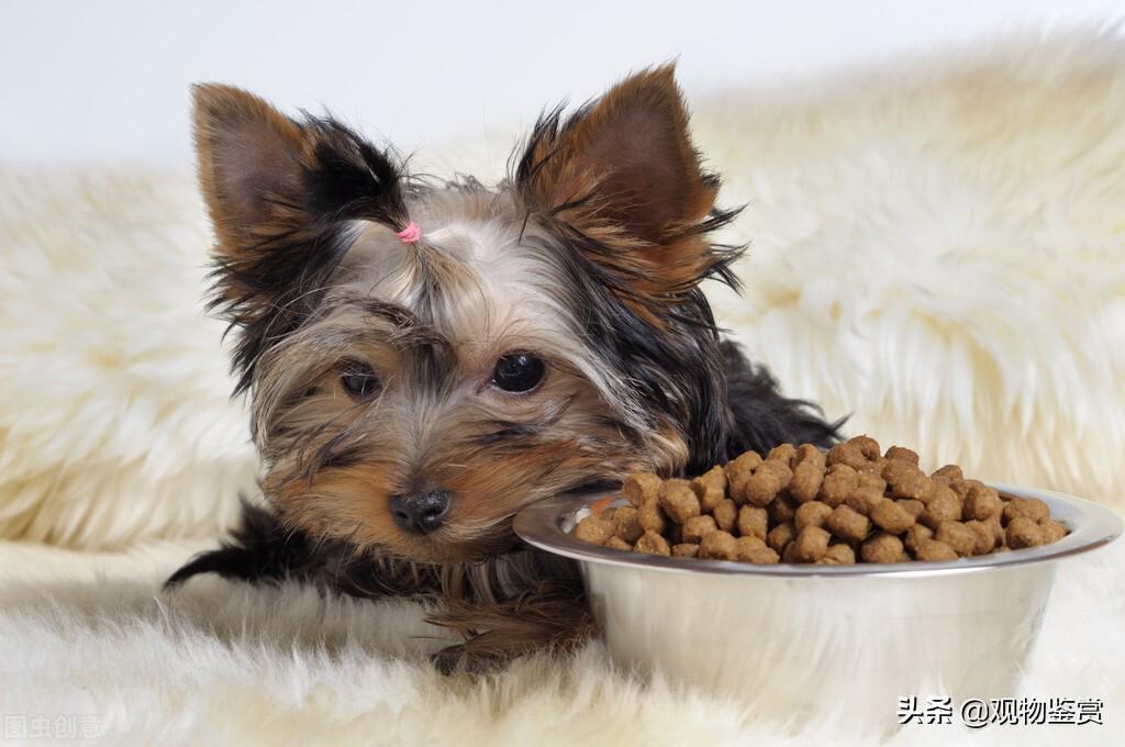 狗25天可以吃狗粮吗？狗在一个月龄前如何喂食？