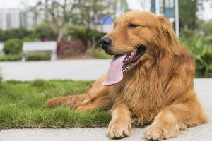 养金毛犬一个月要花多少钱？一天喂多少才合理？