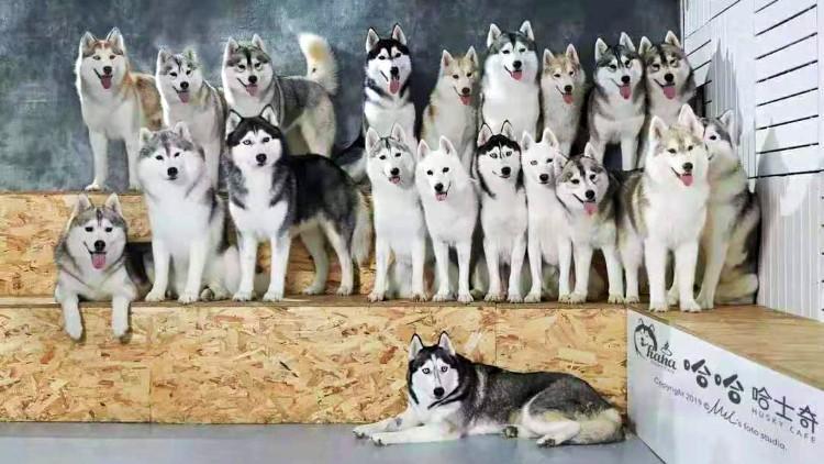 哈士奇幼犬要怎么选?没想到哈士奇竟然有10多种颜色(哈士奇幼崽品相) 哈士奇幼犬要怎么选?没想到哈士奇竟然有10多种颜色(哈士奇幼崽品相)