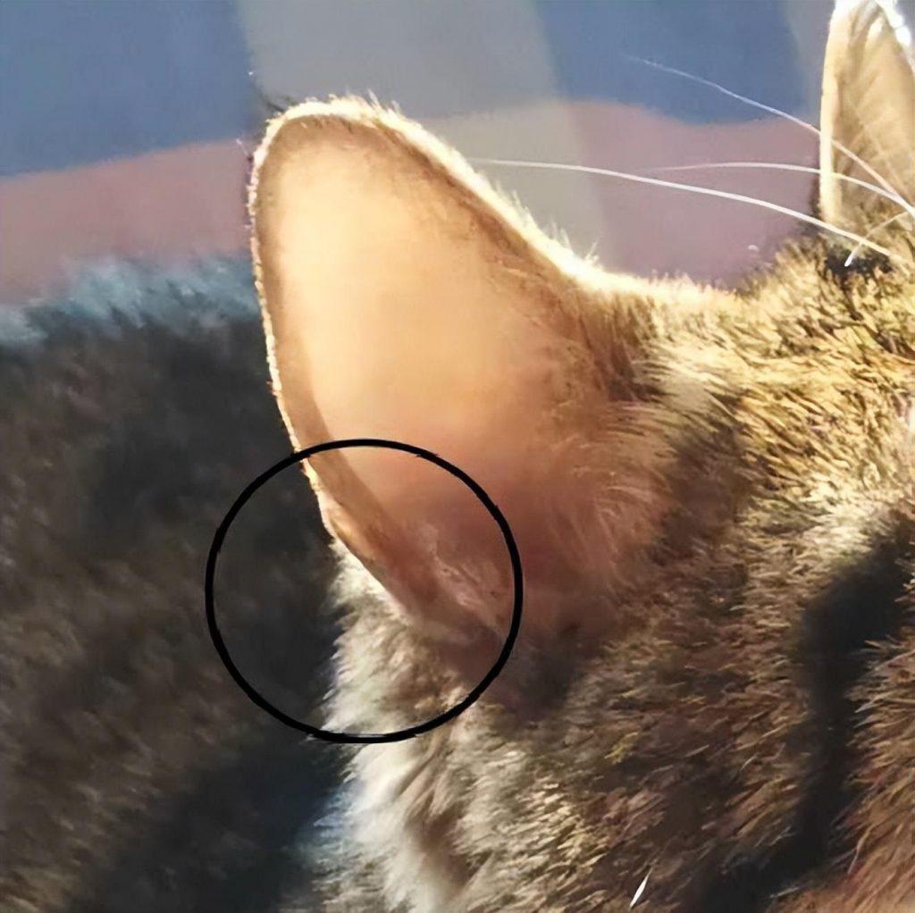 猫咪患“耳螨”比较容易治疗！这几招，迅速帮你解决