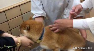 柴犬需要打几次疫苗？柴犬打疫苗要多少钱？