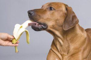 喂狗狗吃东西怎么才算适量？怎样的分量，才不会对狗狗造成伤害？