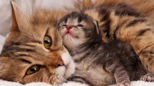 母猫会咬死刚出生的幼猫，是因为不爱吗？