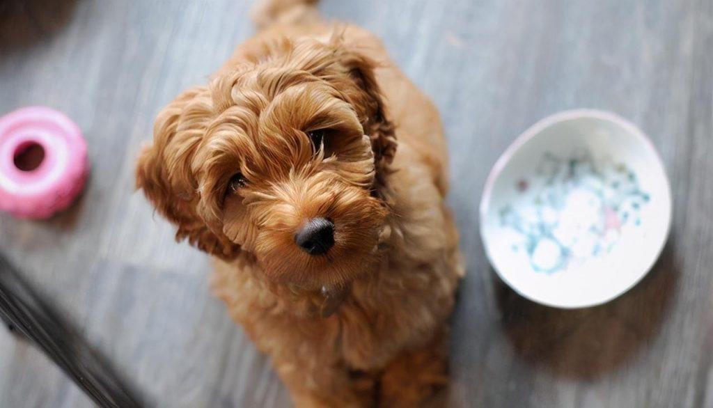 泰迪犬3~6个月的时候宠主应该怎样照顾？