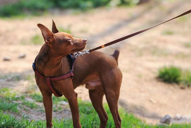 小鹿犬怎么养？小鹿犬容易饲养？这5点需要好好注意